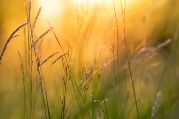 Wild grass in the forest at sunset. Macro image, shallow depth of field. Abstract summer nature background