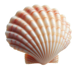 Scallop seashell for use as decoration element, isolated