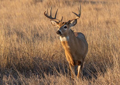 A White-tailed Deer Buck in a Field During Rutting Season