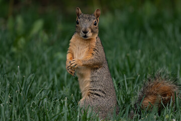 A Fox Squirrel in Suburban Yard