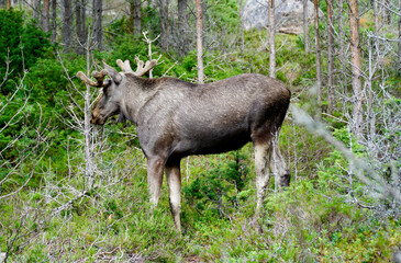 Moose in the forest in Norway