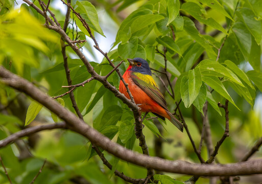 A Beautiful Painted Bunting Male Perched High in a Tree Canopy