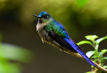 A Beautiful Violet-tailed Sylph in the Cloud Forest of Ecuador