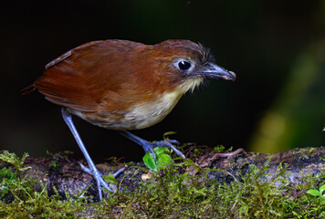 Chestnut-crowned Antpitta in the Cloud Forest of Ecuador