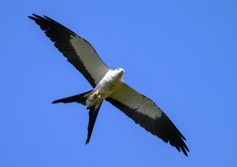 A Swallow-tailed Kite Flying Overhead