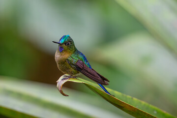 A Beautiful Violet-tailed Sylph in the Cloud Forest of Ecuador