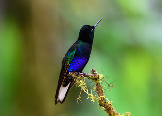 A Brilliant Velvet-purple Coronet Perched on a Branch