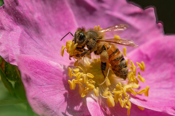 Honey Bee on Flower