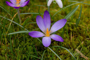 Krokus in einem deutschen Garten im Februar 2024