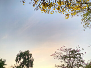 Sunset silhouette in a tranquil forest, where an isolated oak tree stands tall amidst autumn foliage, casting long shadows on the grassy field