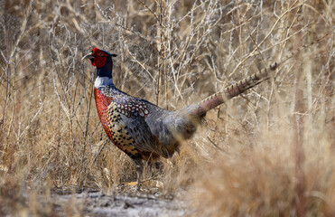 Ring-necked Pheasant in the Thick Brush