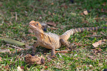 The eastern water dragon (Intellagama lesueurii) is an arboreal agamid species native to eastern Australia. They grow to about one metre (three feet) in length..