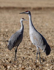 Adult and Sub-adult Sandhill Crane