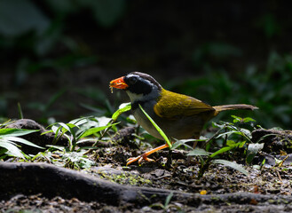 Orange-billed Sparrow Foraging 