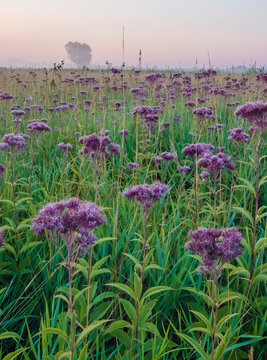 616-59 Jo Pye Weed on the Prairie