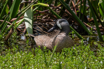 Blue-winged Teal Resting on the Riverbank in Florida