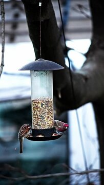 House finch eating seeds at bird feeder vertical video