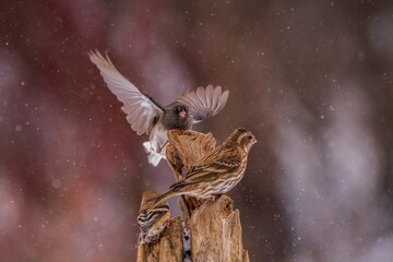 Junco and Purple Finch on a branch