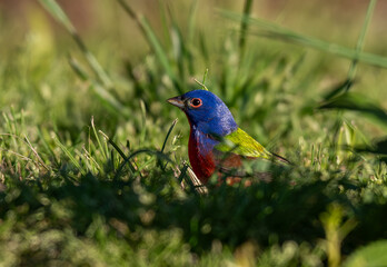 The Beautiful Painted Bunting Foraging for Seeds on the Ground