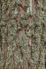 Closeup of pine tree trunk with moss growing.