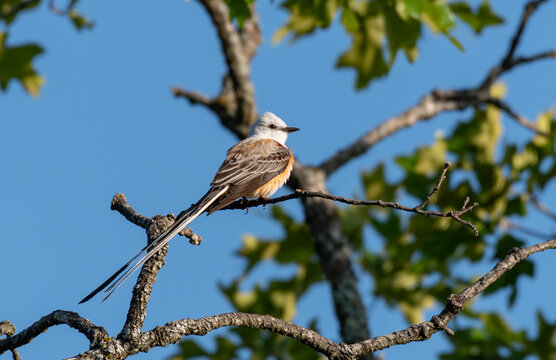A Scissor-tailed Flycatcher Perched on a Branch