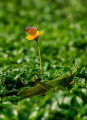 butterfly on a yellow  flower with a grasshopper