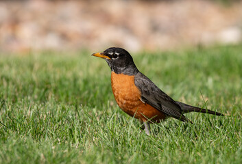 American Robin in a Suburban Yard
