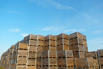 rows of wooden crates, crates and pallets for storing and transporting fruits and vegetables in the warehouse. production warehouse on the territory of the agro-industrial complex.