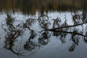 Fallen tree in lake with reflections of branches in autumn.