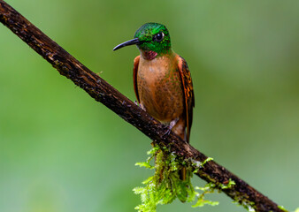 A Beautiful Male Fawn-breasted Brilliant Perched on a Branch in the Mindo Cloud Forest
