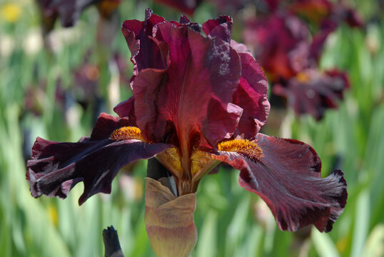 Tall bearded iris flower, Almaden