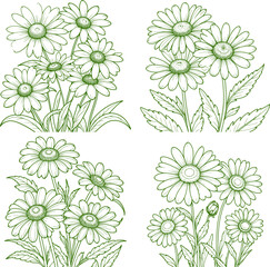 Chamomile flower hand-drawn coloring page and outline vector