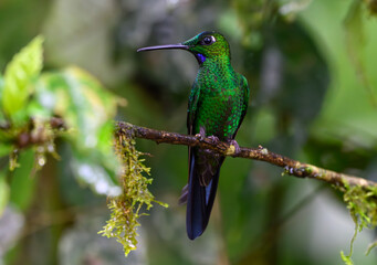 A Beautiful Green-crowned Brilliant Perched on a Branch in Ecuador's Tropical Forest