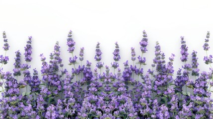 lavender flowers white background