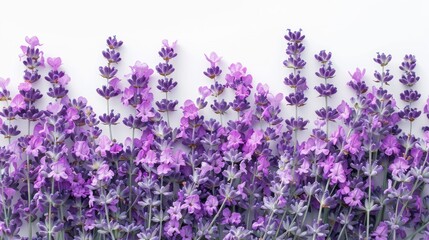 lavender flowers white background