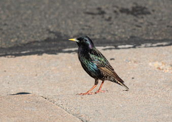 A European Starling and its Iridescent Feathers Shining