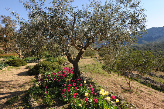 Olive tree underplanted with tulips, Sapin