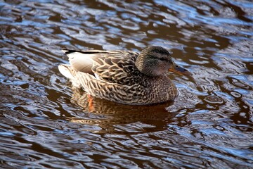 Fototapeta premium Female mallard duck (Anas platyrhynchos) swimming in a river, Vanha-Espoo, Finland.