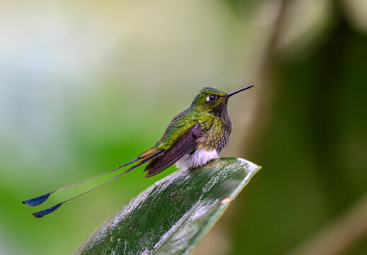A White-booted Racket-tail Perched on a Pland Leaf