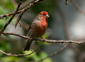 A Pretty Male House Finch Perched on a Tree Branch