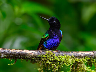 Velvet-purple coronet Perched in a Branch in Ecuador's Cloud Forest