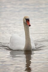 Mute swan (Cygnus olor) swimming in the sea, Lauttasaari, Helsinki, Finland.