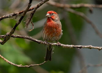 Bright Red Male House Finch Perched on a Branch