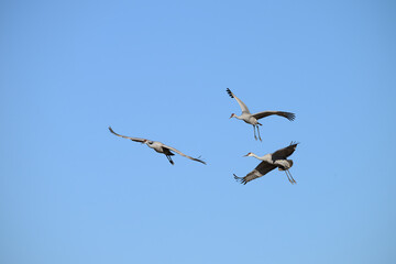 Sandhill Cranes in Flight