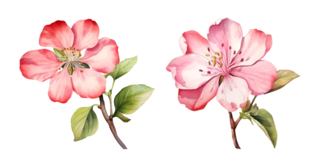 Foto op Canvas Apple flower, watercolor clipart illustration with isolated background. © NightCreativity