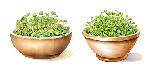 Green fresh sprouts in wooden bowl, watercolor clipart illustration with isolated background. - obrazy, fototapety, plakaty