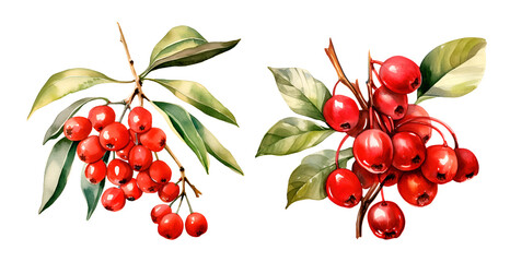 Guarana, watercolor clipart illustration with isolated background.