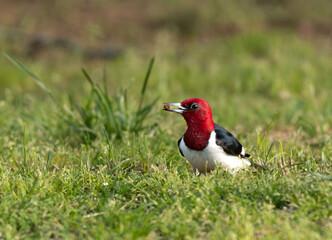 Red-headed Woodpecker with a Snack in its Beak