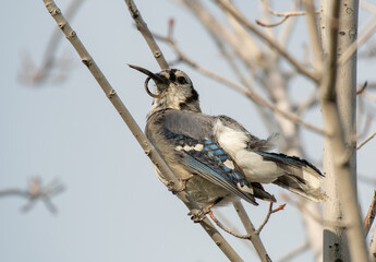 A Blue Jay with a very Deformed Beak