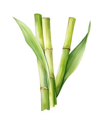 Sugar cane with leaves, watercolor clipart illustration with isolated background. - obrazy, fototapety, plakaty